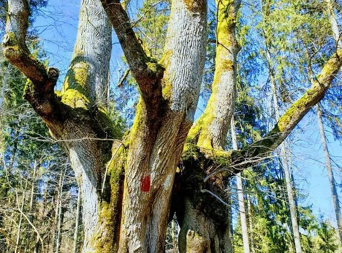 Apartament Rupp Bergblick & Private Sauna *